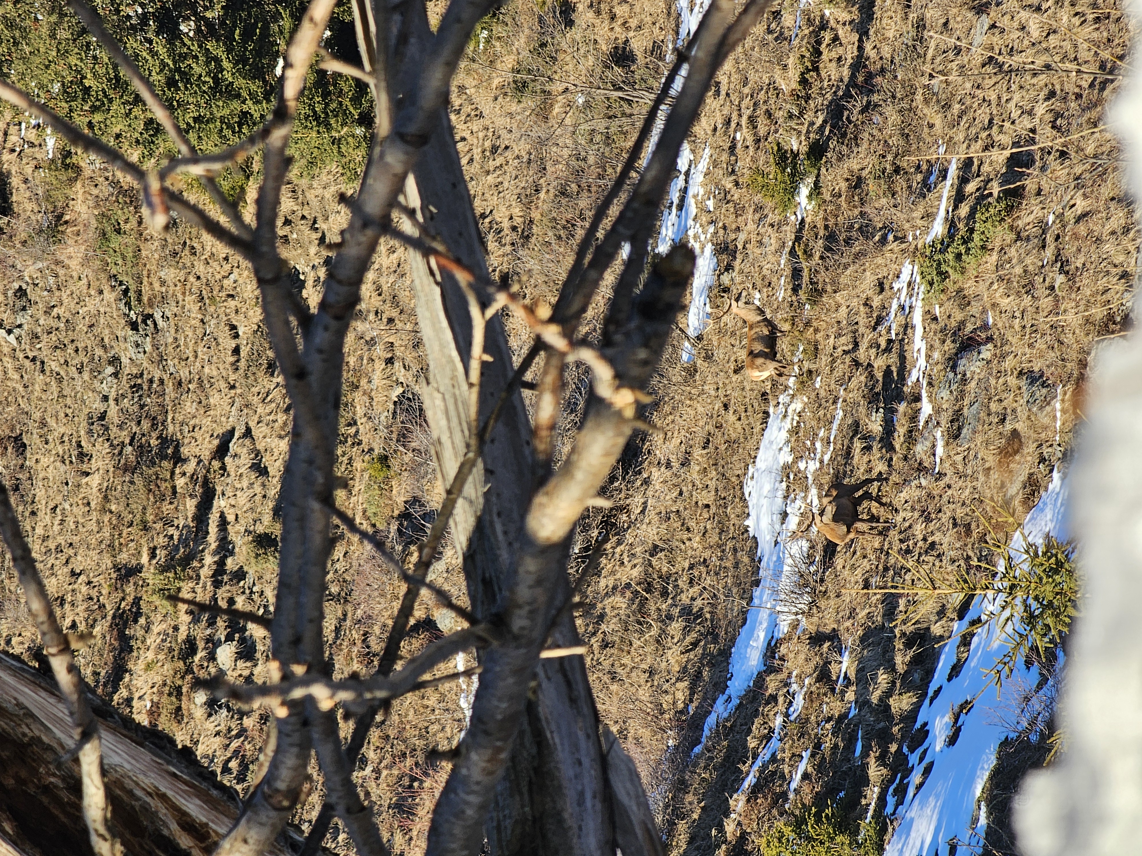 Deux cerfs dans la Vanoise
