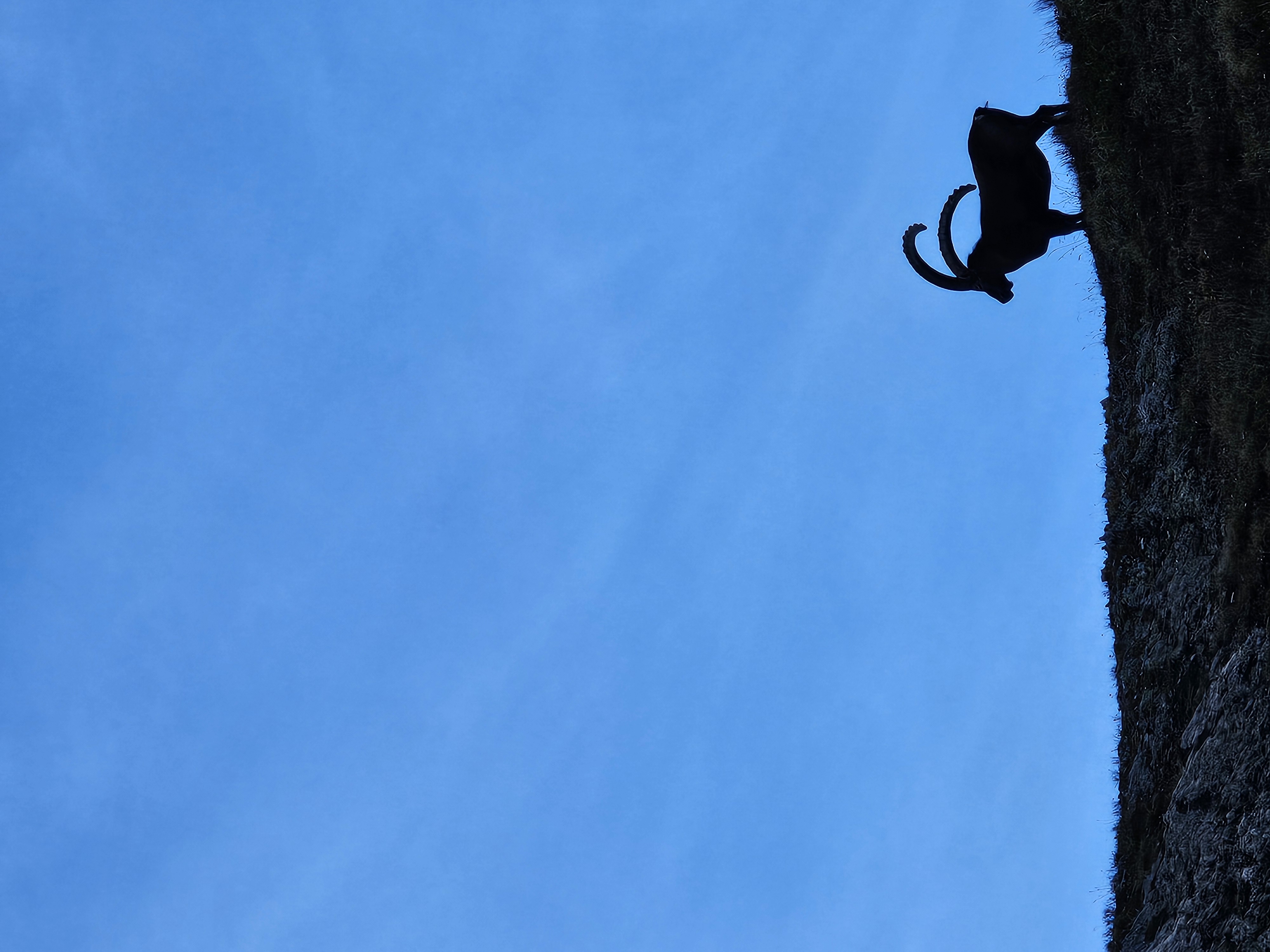 Bouquetin majestueux