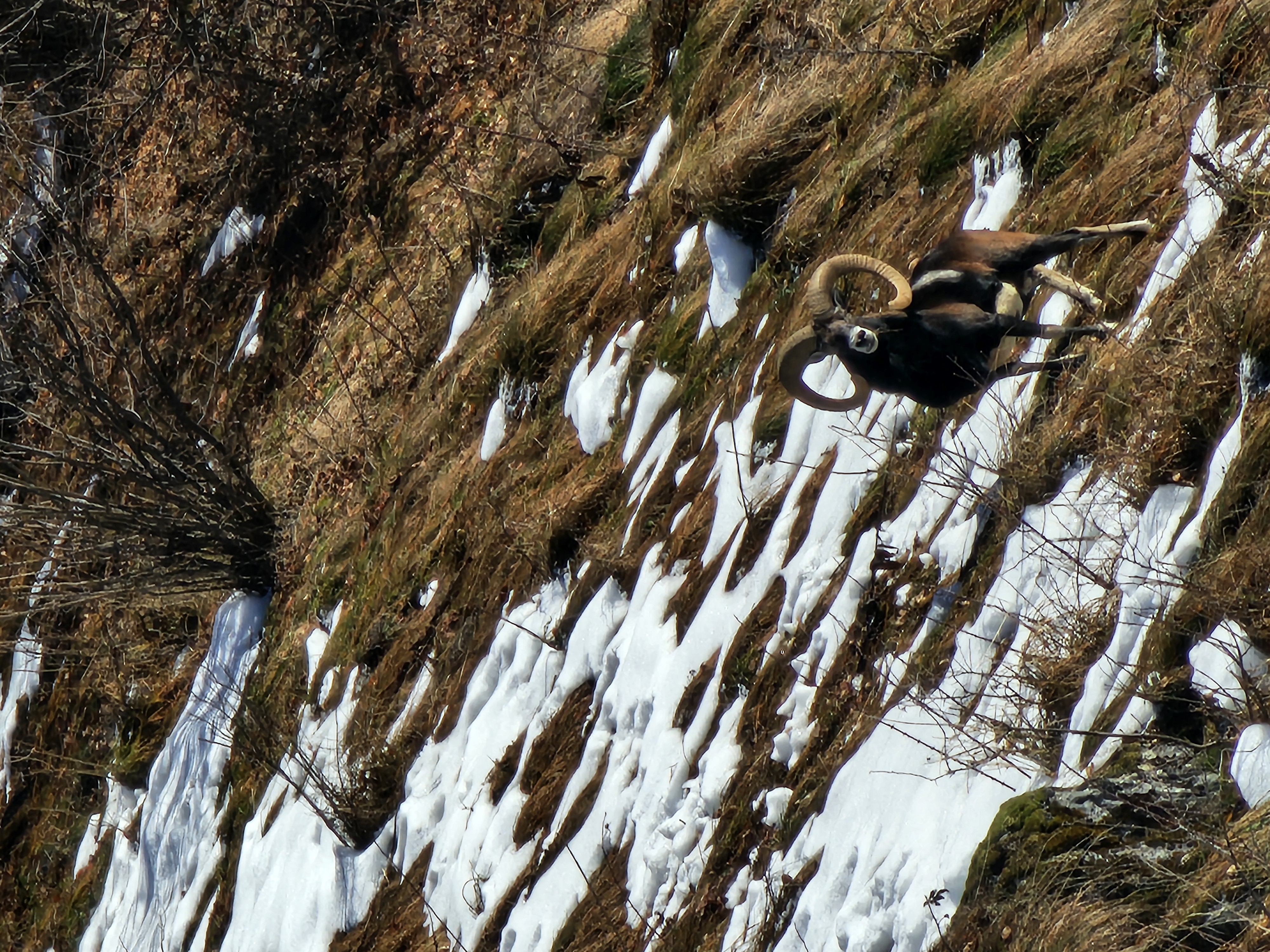 Mouflon dans son habitat naturel